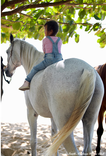 South Arabian Horse Club, Khao Lak, Thailand