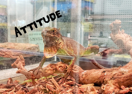 Pet Supply Store «Pet Supreme», reviews and photos, 12823 Foothill Blvd, Sylmar, CA 91342, USA