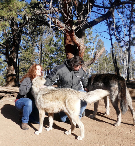 Wildlife Park «Colorado Wolf and Wildlife Center», reviews and photos, 4729 Twin Rocks Rd, Divide, CO 80814, USA