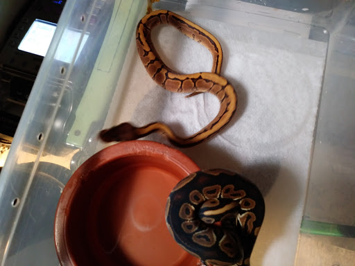 Reptile Store «Pets & Things», reviews and photos, 44825 Van Dyke, Utica, MI 48317, USA