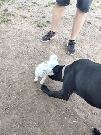 Dog Park «Murfreesboro Bark Park», reviews and photos, 1540 W College St, Murfreesboro, TN 37130, USA