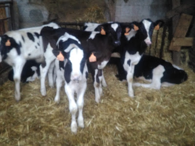 Gardrel Noel à Sens-de-Bretagne