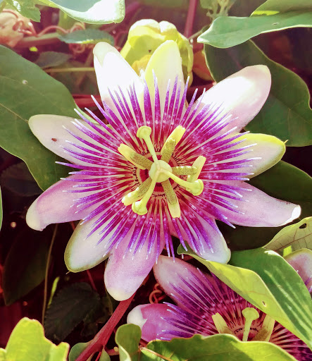 Park «Joe Moody Harris Park», reviews and photos, N Center Ave, Panama City, FL 32401, USA