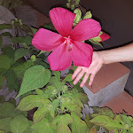 Photo n°1 de l'avis de Rinaldo. fait le 02/08/2021 à 10:23 sur le  Hotel Cernia Isola Botanica à Sant'Andrea