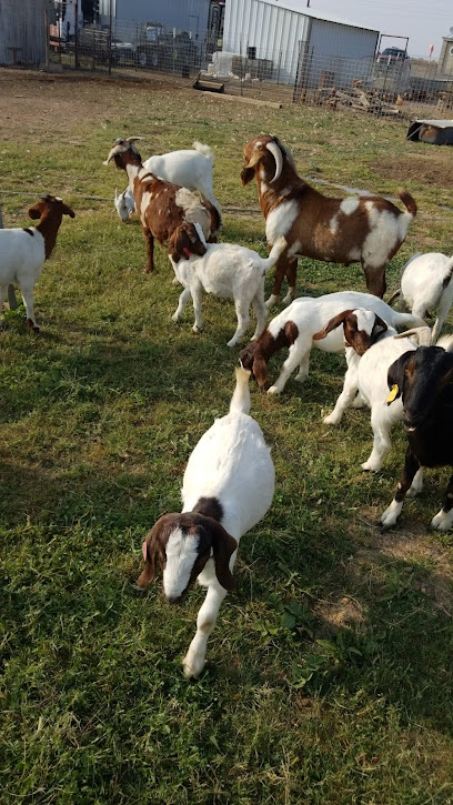 Orme goat farm