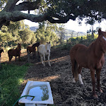 Photo n°2 de l'avis de André.o fait le 04/02/2019 à 10:22 sur le  Quinta da Samoqueirinha à Vila Nova de Milfontes