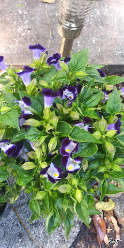 Hardware Store «Vision Ace Hardware», reviews and photos, 1750 Main St, Dunedin, FL 34698, USA