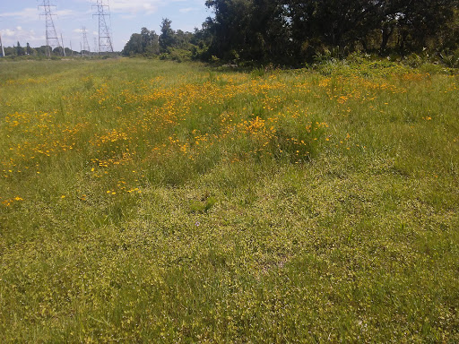 Nature Preserve «Mobbly Bayou Wilderness Preserve», reviews and photos, 423 Lafayette Blvd, Oldsmar, FL 34677, USA