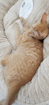 Pet Supermarket - Photo 4 - Car repair in St. Petersburg, FL, St. Petersburg