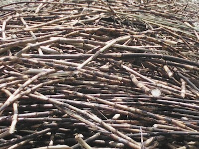 Photos of Kwale International Sugar Company