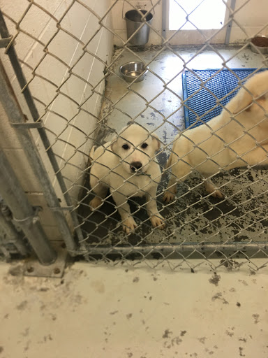 Green River Animal Shelter