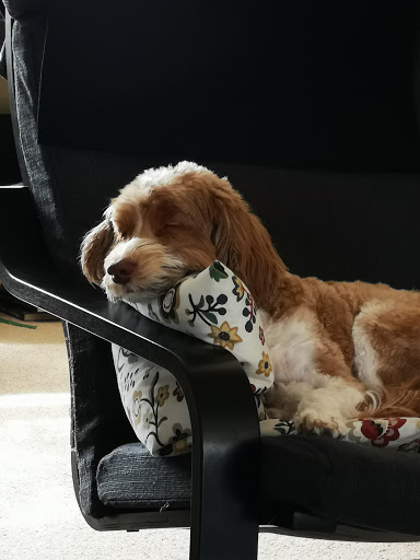 Pet Supply Store «PetSmart», reviews and photos, 476 Corwin Nixon Blvd, South Lebanon, OH 45065, USA