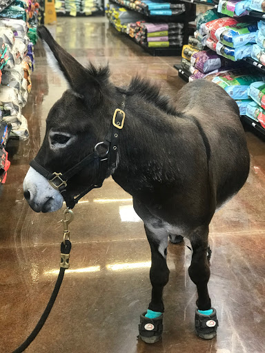 Pet Supply Store «Pet Club Cave Creek», reviews and photos, 4725 E Carefree Hwy, Cave Creek, AZ 85331, USA