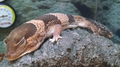 Pet Supply Store «Petco Animal Supplies», reviews and photos, 1049 S Willow St, Manchester, NH 03103, USA