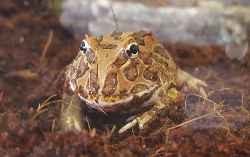 Pet Store «Species Pet Supply», reviews and photos, 1935 W Brandon Blvd, Brandon, FL 33511, USA