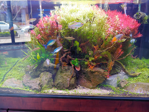 Tropical Fish Store «Picasso Exotic Aquatics», reviews and photos, 11560 Ash St, Leawood, KS 66211, USA