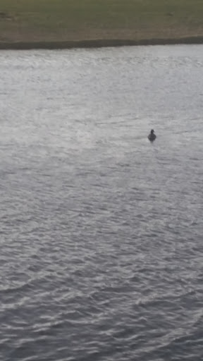 Golf Club «Verrado Golf Club», reviews and photos, 4242 N Golf Dr, Buckeye, AZ 85396, USA