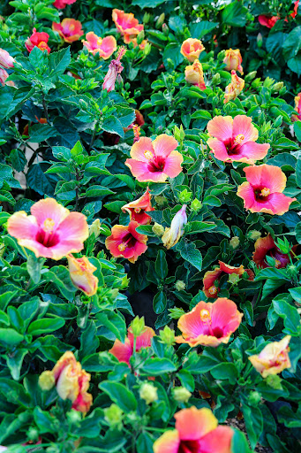 Plant Nursery «Blooming Acres», reviews and photos, 7561 State Rd, Wadsworth, OH 44281, USA