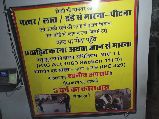 Rabies specialists Jaipur