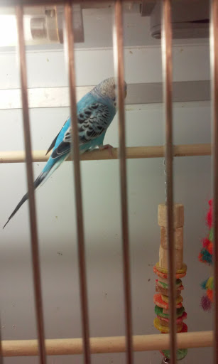 Pet Supply Store «Pet Supplies Plus», reviews and photos, 14839 Detroit Ave, Lakewood, OH 44107, USA