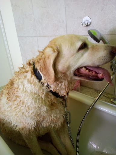 Pfiffi Chic Hundesalon unter Roßwein, 