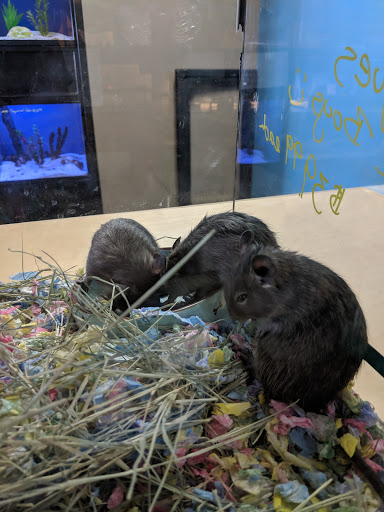 Pet Store «Wildside Pets», reviews and photos, 1042 N Higley Rd #105, Mesa, AZ 85205, USA