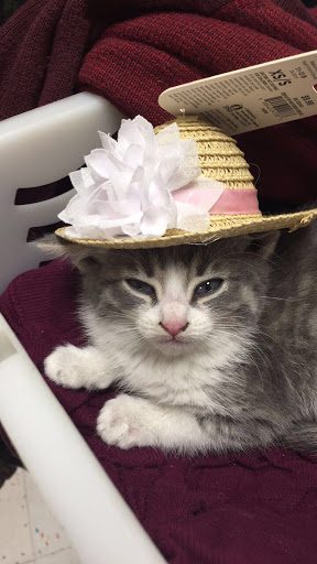 Pet Supply Store «Petco Animal Supplies», reviews and photos, 5850 Sepulveda Blvd, Van Nuys, CA 91411, USA