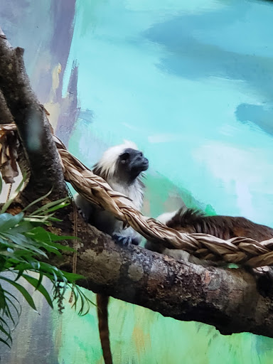 Zoo «Buttonwood Park Zoo», reviews and photos, 425 Hawthorn St, New Bedford, MA 02740, USA