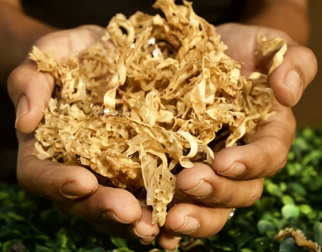 Vegan Hood VEHO city 33009