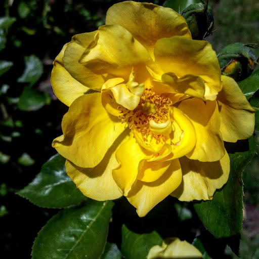 Tourist Attraction «Tollen Farm», reviews and photos, 11681 SW Tooze Rd, Wilsonville, OR 97070, USA