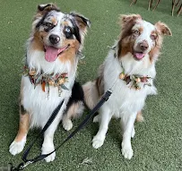 Stacy's wags N wiggles LLC - Car repair in , Hemet - Rated 5.0/5
