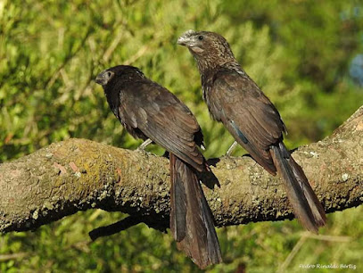 BirdWatching Salto Uruguay