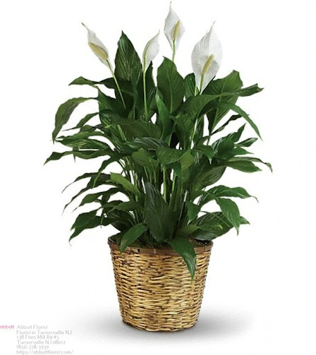 Florist «Abbott Florist», reviews and photos, 138 Fries Mill Rd #5, Turnersville, NJ 08012, USA