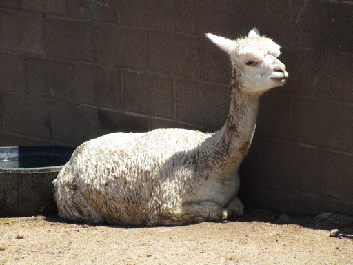 Zoo «Heritage Park Zoological Sanctuary», reviews and photos, 1403 Heritage Park Rd, Prescott, AZ 86301, USA