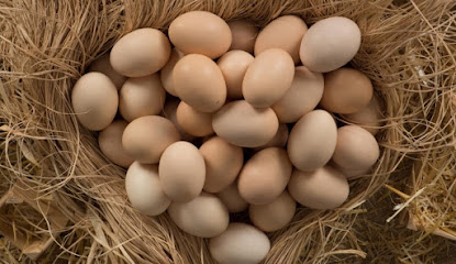 Ballıköy Doğal Yumurta Üretim Çiftliği