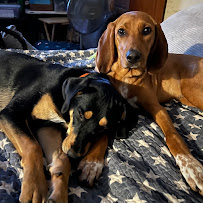 Lambs Farm's Dogwood Garden & Pet Center - Photo 9 - Car repair in Libertyville, IL, Round Lake Beach