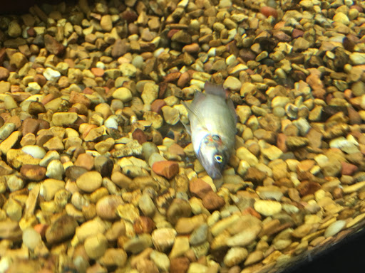 Pet Supply Store «Petco Animal Supplies», reviews and photos, 129 Mall Way, Marysville, WA 98270, USA