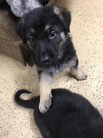 Playmate Kennels And Stables - Photo 9 - Car repair in Union Grove, WI, Racine