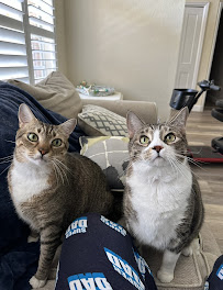 The Critter Sitter llc - Photo 2 - Car repair in , Spring Hill