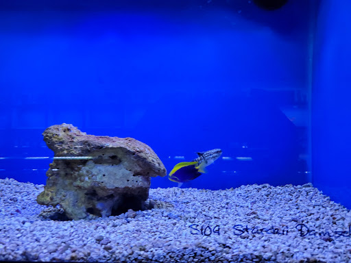 Tropical Fish Store «The Hidden Reef, Inc», reviews and photos, 4501 New Falls Rd, Levittown, PA 19056, USA