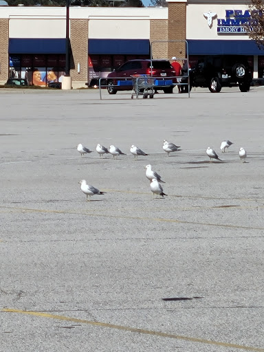 Department Store «Walmart Supercenter», reviews and photos, 3875 Mundy Mill Rd, Oakwood, GA 30566, USA