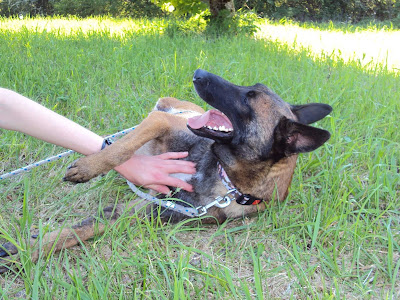 CYNOCOMM' Comportement canin et fleurs de Bach à Perreuil
