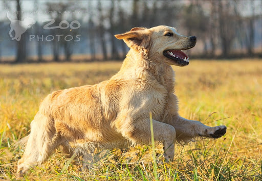 ...is just Golden - Allevamento Golden Retriever