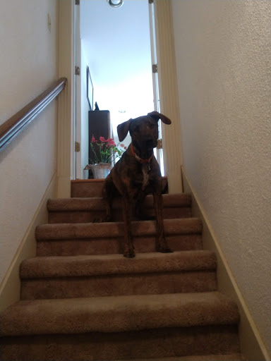 Pet Supply Store «Petco Animal Supplies», reviews and photos, 2807 Wilma Rudolph Blvd, Clarksville, TN 37040, USA