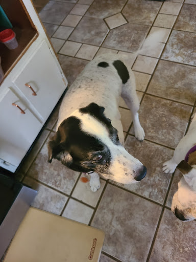 Pet Supply Store «PetSmart», reviews and photos, 1020 Veterans Pkwy #900, Clarksville, IN 47129, USA