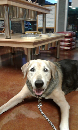 Pet Store «Pet Planet», reviews and photos, 6825 N 16th St Suite A4, Phoenix, AZ 85016, USA