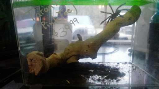 Pet Store «World Wide Pets», reviews and photos, 1307 Fayetteville Rd, Van Buren, AR 72956, USA