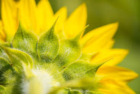 Carol Spags Photography - Photo 7 - Car repair in Asheville, NC, Asheville