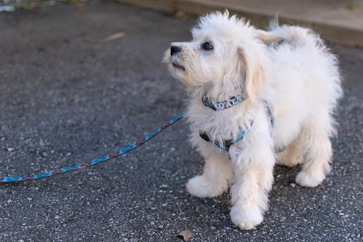 Pet Supply Store «Paw Paws USA», reviews and photos, 6 W McBee, Greenville, SC 29601, USA