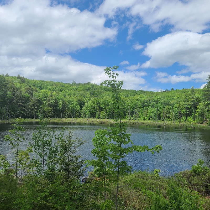 Great Gains Memorial Forest